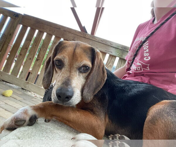 Medium Photo #5 Beagle Puppy For Sale in Pacolet, SC, USA