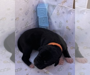 Great Dane Puppy for sale in MARSHVILLE, NC, USA