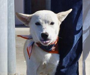 German Shepherd Dog-Siberian Husky Mix Dogs for adoption in San Antonio, TX, USA