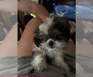 Shih Tzu Puppy for sale in HENRICO, VA, USA
