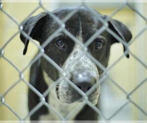 Mutt Dogs for adoption in Tulsa, OK, USA