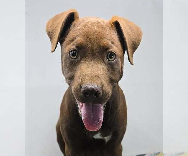 Medium Photo #8 Labrador Retriever-Unknown Mix Puppy For Sale in Brewster, NY, USA