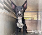 Small #1 Labrador Retriever Mix