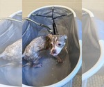 Small #3 Chihuahua Mix