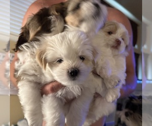 Shih Tzu Litter for sale in FOLSOM, CA, USA