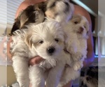 Small Shih Tzu