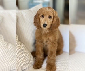 Goldendoodle Puppy for sale in DENTON, TX, USA