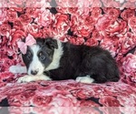 Small Photo #2 Shetland Sheepdog Puppy For Sale in OXFORD, PA, USA