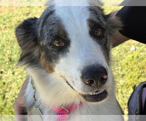 Border Collie Dogs for adoption in Tulsa, OK, USA