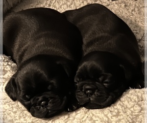 Pug Puppy for Sale in PORT TOWNSEND, Washington USA