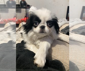 Mother of the Japanese Chin puppies born on 04/17/2025
