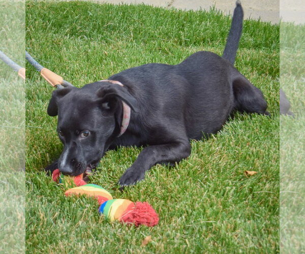 Medium Photo #12 German Shepherd Dog-Unknown Mix Puppy For Sale in Huntley, IL, USA