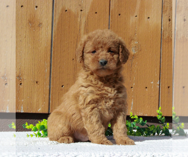 Medium Photo #5 Labradoodle-Poodle (Miniature) Mix Puppy For Sale in BIRD IN HAND, PA, USA