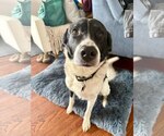 Small Border Collie Mix