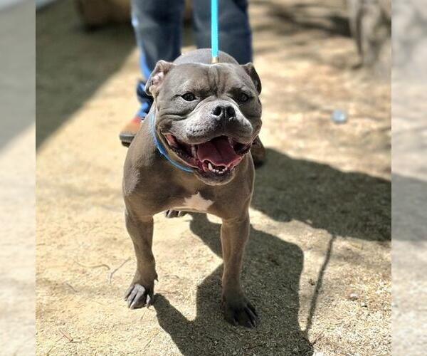 Medium Photo #1 American Bulldog-Unknown Mix Puppy For Sale in Las Vegas, NV, USA