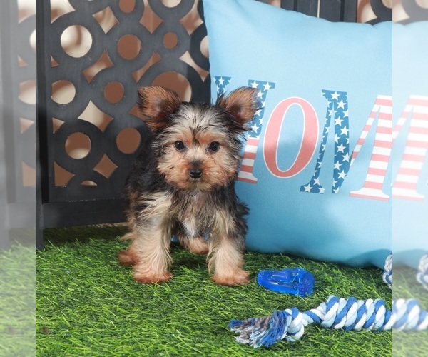 Medium Photo #3 Yorkshire Terrier Puppy For Sale in MOUNT VERNON, OH, USA