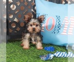 Small #2 Yorkshire Terrier