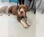 Small Mastiff