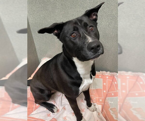 Medium Photo #3 American Staffordshire Terrier-Siberian Husky Mix Puppy For Sale in Lee's Summit, MO, USA