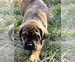 Small #5 English Mastweiler
