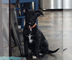 Shepradors Dogs for adoption in New London, WI, USA