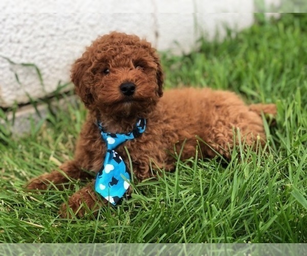 Medium Photo #10 Poodle (Toy) Puppy For Sale in EAST EARL, PA, USA