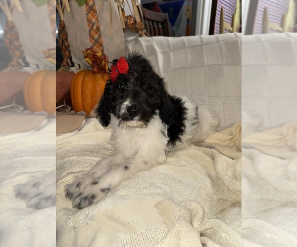 Medium Photo #2 Labradoodle Puppy For Sale in SPRINGHILL, LA, USA