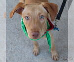 Small #3 Labrador Retriever-Retriever  Mix