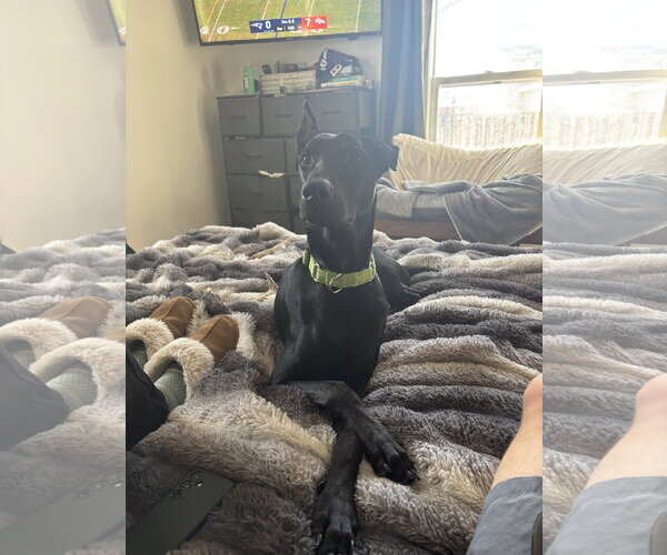 Medium Photo #8 Doberman Pinscher Puppy For Sale in Minneaoplis, MN, USA