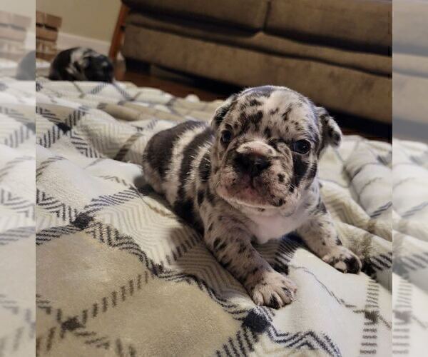 Medium Photo #3 French Bulldog Puppy For Sale in WENTZVILLE, MO, USA