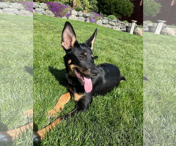 Medium Photo #14 German Shepherd Dog Puppy For Sale in Seattle, WA, USA