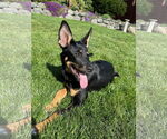 Small #13 German Shepherd Dog