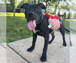 Small American Pit Bull Terrier Mix