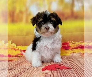 Havanese Puppy for sale in DE MOSSVILLE, KY, USA