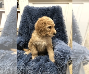 Goldendoodle Puppy for sale in GOLDSBORO, NC, USA