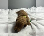 Small Photo #19 Goldendoodle Puppy For Sale in LAKELAND, FL, USA