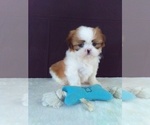 Small Photo #2 Shih Tzu Puppy For Sale in SUGARCREEK, OH, USA