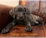 Small Photo #11 Cane Corso Puppy For Sale in LA PLATA, MD, USA