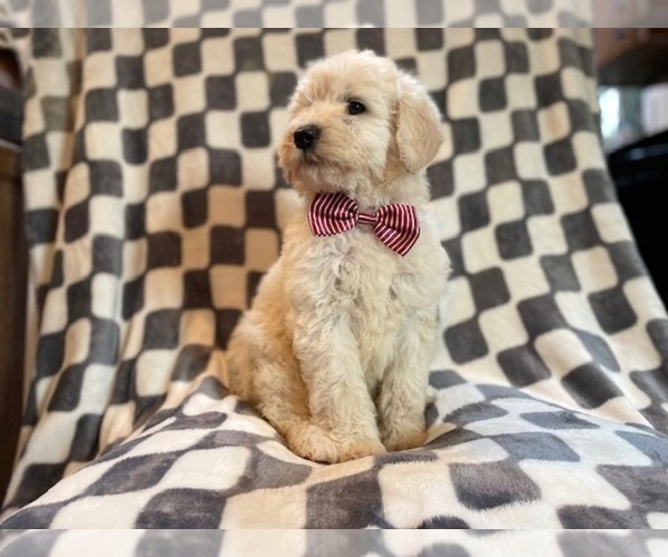 Medium Photo #13 Poodle (Standard) Puppy For Sale in LAKELAND, FL, USA