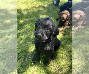Labradoodle Puppy for sale in BONNER, MT, USA