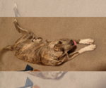 Small #10 Great Pyrenees-Plott Hound Mix