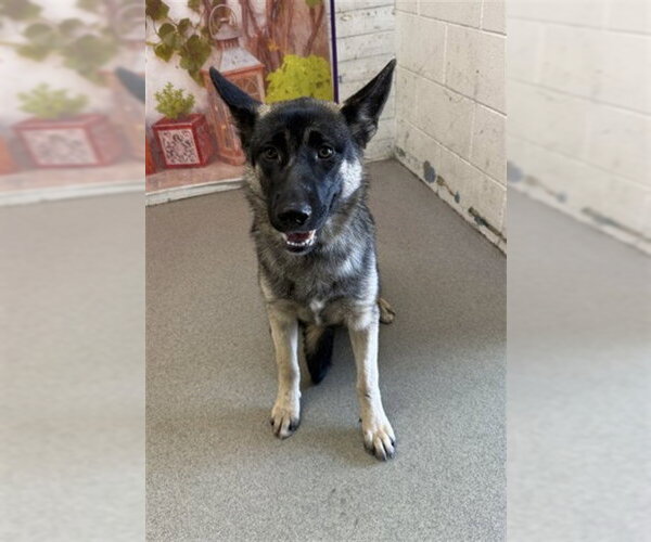 Medium Photo #1 German Shepherd Dog Puppy For Sale in San Bernardino, CA, USA