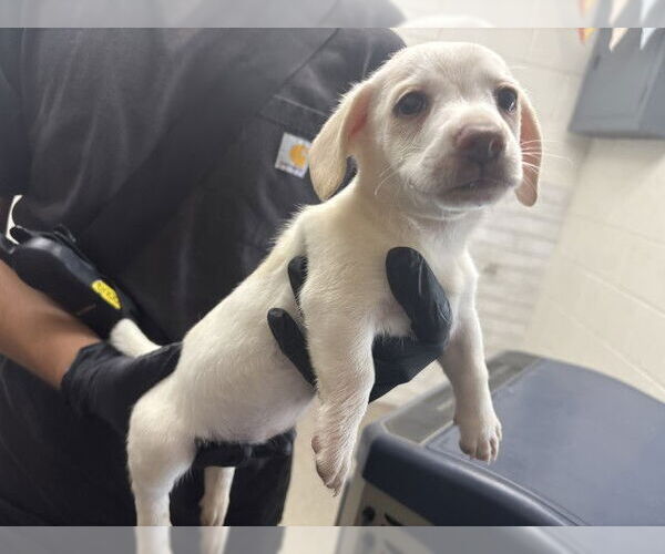 Medium Photo #1 Border Collie-Unknown Mix Puppy For Sale in San Bernardino, CA, USA