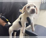 Small Border Collie Mix