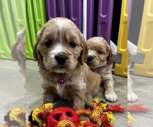 Medium Golden Cocker Retriever