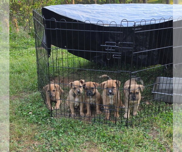 Medium Photo #2 Mutt Puppy For Sale in Brewster, NY, USA