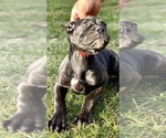 Small Photo #7 Cane Corso Puppy For Sale in ALLENTOWN, PA, USA