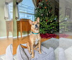 Small #10 Boston Terrier Mix