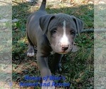 Small #14 American Pit Bull Terrier