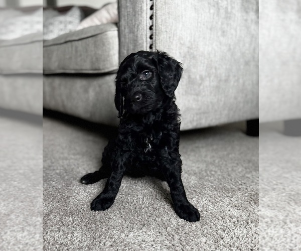 Medium Photo #3 Goldendoodle Puppy For Sale in ARLINGTON, TX, USA
